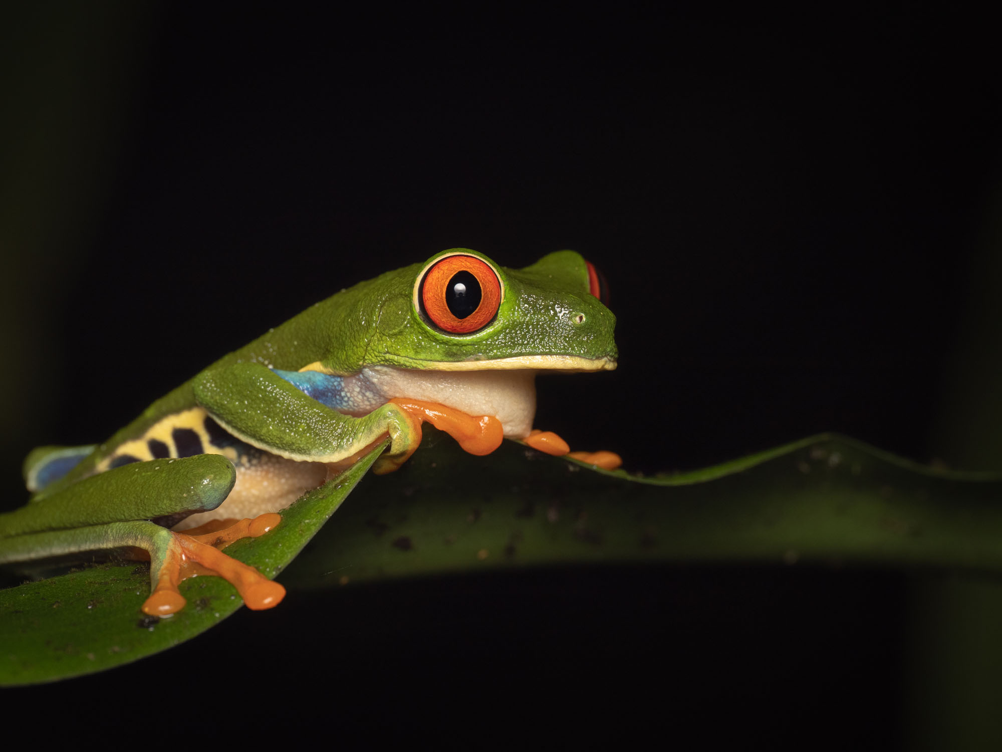 OM System 90mm f/3.5 Notopstryk